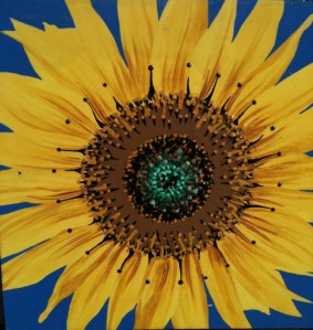 Sunflower art wall Fitchburg
